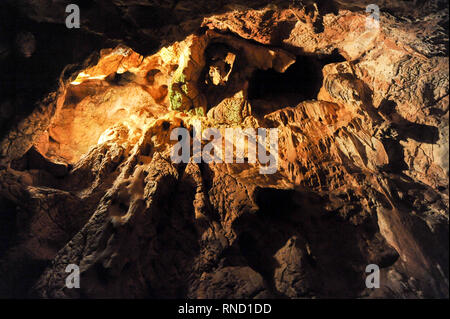 Pestera Ursilor (orso' Cave) con 140 orso delle caverne (Ursus spelaeus) scheletri scoperto sul sito in Apuseni Montagne in Chiscau, Romania. Luglio xvi Foto Stock