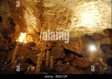 Pestera Ursilor (orso' Cave) con 140 orso delle caverne (Ursus spelaeus) scheletri scoperto sul sito in Apuseni Montagne in Chiscau, Romania. Luglio xvi Foto Stock