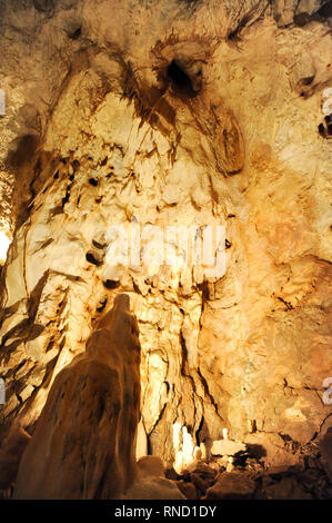 Pestera Ursilor (orso' Cave) con 140 orso delle caverne (Ursus spelaeus) scheletri scoperto sul sito in Apuseni Montagne in Chiscau, Romania. Luglio xvi Foto Stock