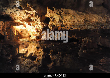 Pestera Ursilor (orso' Cave) con 140 orso delle caverne (Ursus spelaeus) scheletri scoperto sul sito in Apuseni Montagne in Chiscau, Romania. Luglio xvi Foto Stock