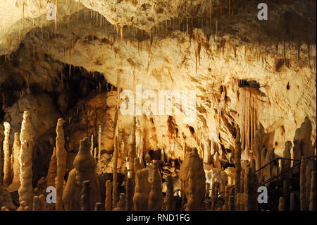 Pestera Ursilor (orso' Cave) con 140 orso delle caverne (Ursus spelaeus) scheletri scoperto sul sito in Apuseni Montagne in Chiscau, Romania. Luglio xvi Foto Stock