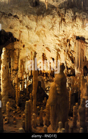 Pestera Ursilor (orso' Cave) con 140 orso delle caverne (Ursus spelaeus) scheletri scoperto sul sito in Apuseni Montagne in Chiscau, Romania. Luglio xvi Foto Stock