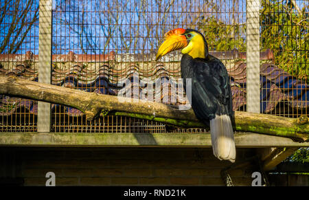 Bel maschio stropicciata hornbill seduto su un ramo e colorati uccelli tropicali provenienti da Asia, minacciate specie animale Foto Stock