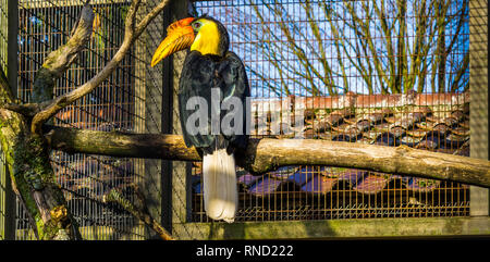 Bel ritratto di un maschio stropicciata hornbill seduto su un ramo e colorati uccelli tropicali provenienti da Asia, minacciate specie animale Foto Stock