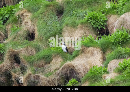 Puffin mantenendo guarda nella parte anteriore dei nidi sulla scogliera di isola Bleiksoya Foto Stock