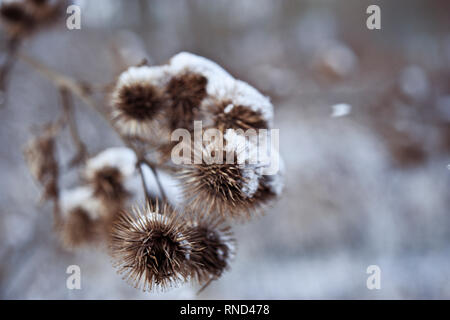 Comune secco Thistle piante coperte di neve in inverno Foto Stock