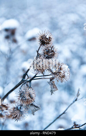 Comune secco Thistle piante coperte di neve in inverno Foto Stock