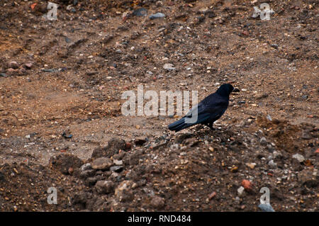 Corvo nero in piedi su un terreno Foto Stock