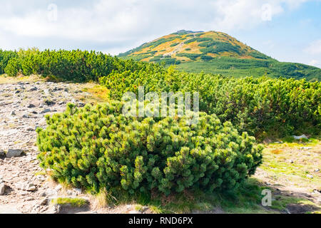 Vista da Babia Gora o Babi Hora, la vetta più alta di Beskids montagne in Polonia e in Slovacchia confine Foto Stock