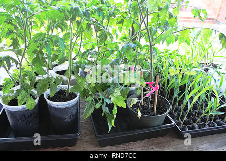 Piccoli vasetti di pomodori e piantine di mais in primavera Foto Stock