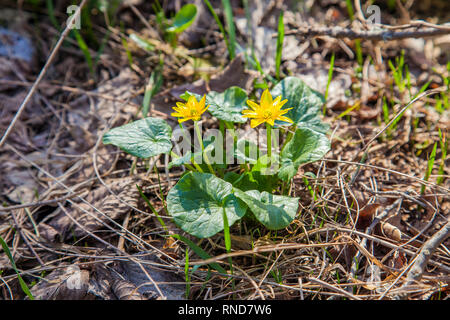 Vista ravvicinata di Marsh Marigold noto come Caltha palustris in giallo crescente sul bosco umido al tempo primaverile. Foto Stock