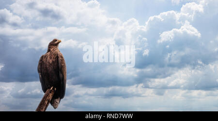 Adulto aquila calva Haliaeetus leucocephalus sta di guardia vicino al suo nido su Marco Island, Florida in inverno. Foto Stock