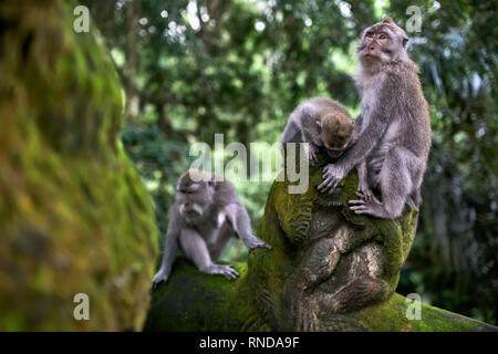 Famiglia di macachi in appoggio nella Foresta delle Scimmie di Bali Foto Stock