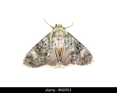 La notturna archi verde tignola Anaplectoides prasina su sfondo bianco Foto Stock