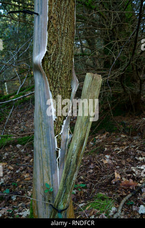 Un giovane albero di quercia Intendete espandere un albero in plastica shelter. Foto Stock