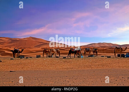 Cammelli nel deserto del Sahara dal Marocco Africa Foto Stock