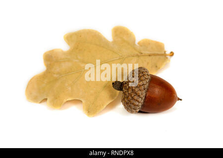 Essiccato acorn con foglie di quercia isolato su bianco close up Foto Stock