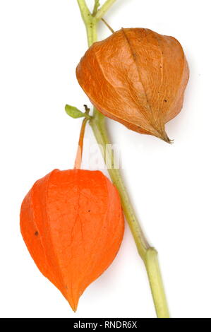 Arancio brillante capsule di semi dalla lanterna cinese impianto Physalis alkekengi Foto Stock