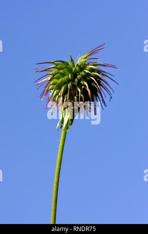 La semina su un legno avens Geum urbanum impianto Foto Stock