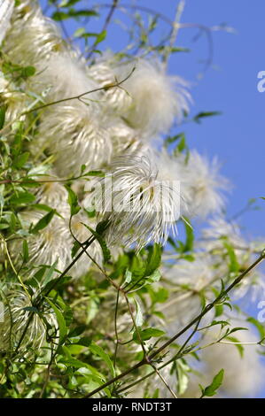 Primo piano di Clematis vino con semi di soffice Foto Stock