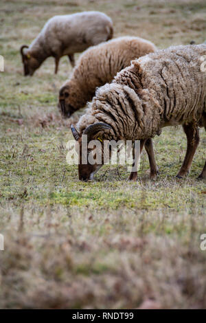 Razza rara di pecore al pascolo dei prati Foto Stock