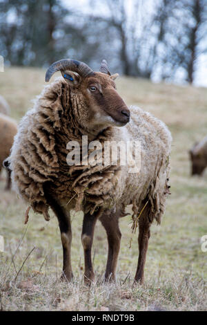 Raro Manx Loaghtan pecore al pascolo dei prati Foto Stock
