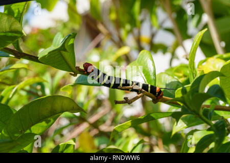 Sphinx caterpillar Martinica Foto Stock