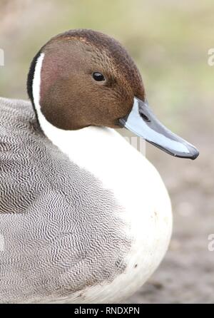 Maschio di Northern Pintail duck (Anas acuta) ritratto sull estuario del fiume. Febbraio 2019, Gloucestershire, Regno Unito Foto Stock