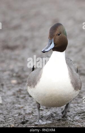 Maschio di Northern Pintail duck (Anas acuta) ritratto sull estuario del fiume. Febbraio 2019, Gloucestershire, Regno Unito Foto Stock