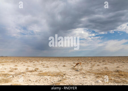 Springbok (Antidorcas marsupialis) Foto Stock