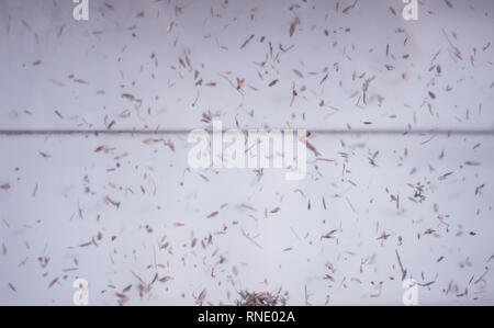 Nuove e moderne attrezzature dell'impianto per la lavorazione del grano, granella di pulizia da rifiuti e detriti estranei, close-up, industria Foto Stock