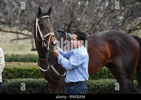 Hot Springs, Arkansas, Stati Uniti d'America. 18 Febbraio, 2019. Febbraio 18, 2019: #6 Super destriero con jockey Terry J. Thompson vince Southwest Stakes gara a Oaklawn Park il 18 febbraio 2019 in Hot Springs, Arkansas. (Foto di Ted McClenning/Eclipse Sportswire/Cal Sport Media) Credito: csm/Alamy Live News Foto Stock