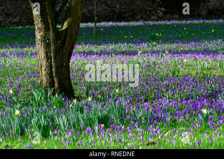 North Somerset, Regno Unito. 19 Feb, 2019. Regno Unito Meteo. Meraviglioso tappeto di mattina presto di crochi in Nord Someset su asciutto e freddo giorno. Credito foto: Robert Timoney/Alamy Live News. Foto Stock