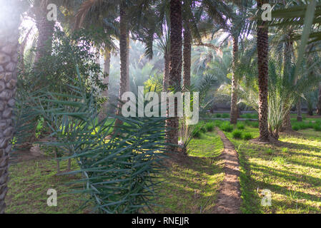 Il percorso in una nebbiosa mattina di Al Ain Oasis, Emirati Arabi Uniti Foto Stock