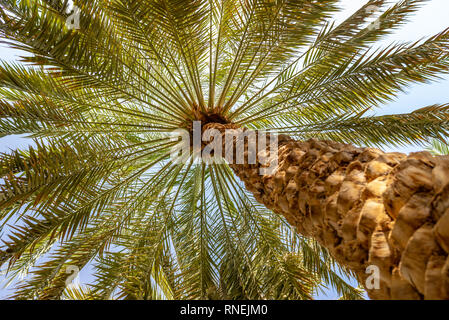 Palme la tettoia è vista dal di sotto di Al Ain oasis, Emirati Arabi Uniti Foto Stock