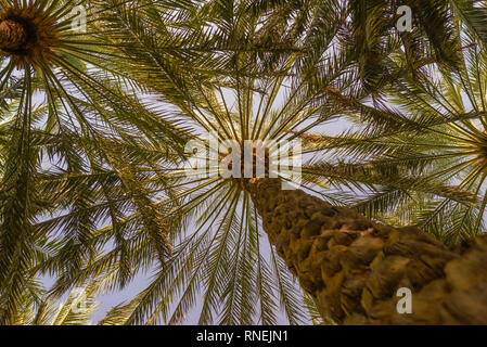 Palme la tettoia è vista dal di sotto di Al Ain oasis, Emirati Arabi Uniti Foto Stock