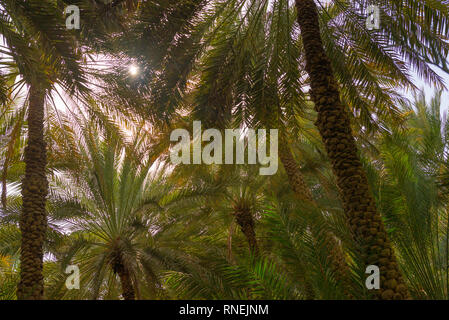 Palme la tettoia è vista dal di sotto di Al Ain oasis, Emirati Arabi Uniti Foto Stock