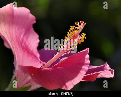 Primo piano sulla riproduzione di parti di un fiore di ibisco Foto Stock