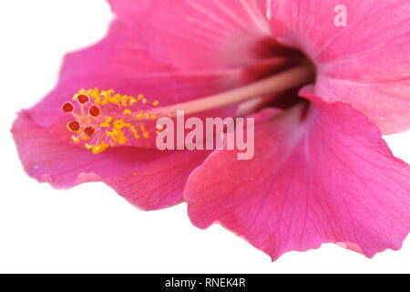 Primo piano sulla riproduzione di parti di un fiore di ibisco Foto Stock