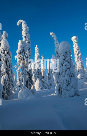 Neve e ghiaccio coperto alberi di conifere in Lapponia, Finlandia Foto Stock