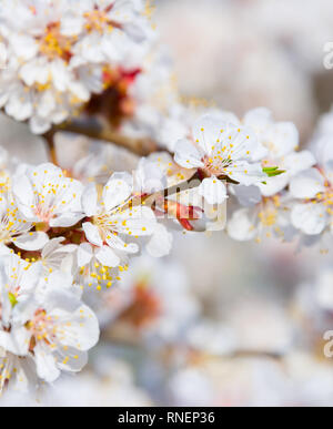 Ramo di sbocciare dei fiori di albero di albicocche in primavera Foto Stock