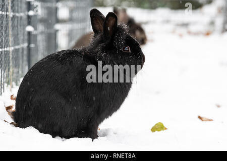 Un nano nero coniglio (Lions Head) seduta nella neve Foto Stock