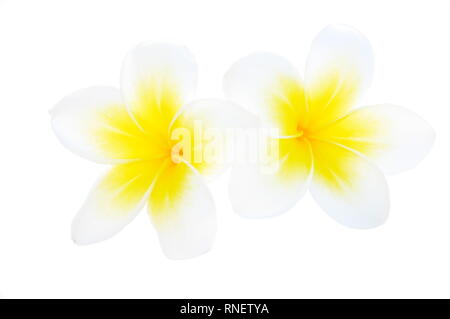 Bianco fiori di frangipani plumeria acutifolia su sfondo bianco Foto Stock