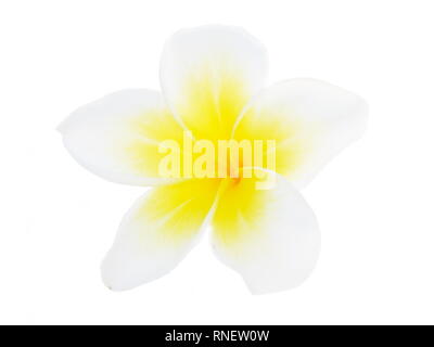 Bianco fiore di frangipani plumeria acutifolia su sfondo bianco Foto Stock