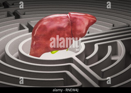 Il fegato umano organo al labirinto, rendering 3D Foto Stock
