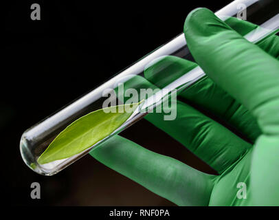 Scienziato contiene un tubo di prova con una foglia verde interno, immagine concettuale Foto Stock