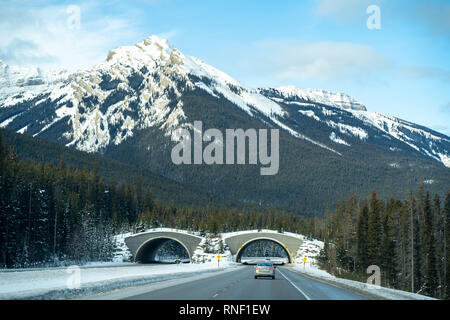 Animal Crossing ponte lungo l'Autostrada Trans Canada Highway (1) nel Parco Nazionale di Banff in inverno Foto Stock