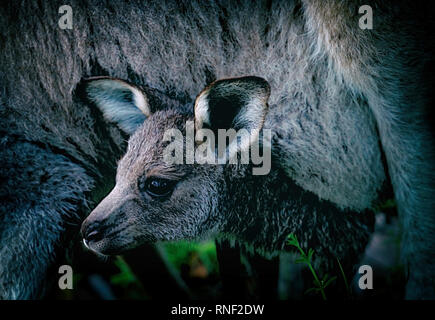 Piccolo canguro II , Australia Foto Stock