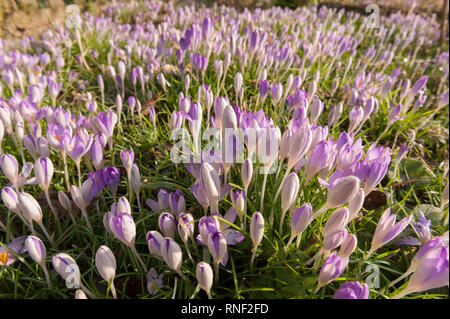 La mattina presto sole primaverile provoca l inizio del bosco di crochi viola per aprire mostrando lo zafferano e il polline, Crocus tommasinianus, in deriva naturalistica Foto Stock