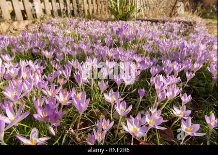 La mattina presto sole primaverile provoca l inizio del bosco di crochi viola per aprire mostrando lo zafferano e il polline, Crocus tommasinianus, in deriva naturalistica Foto Stock